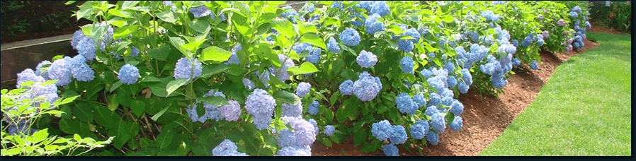 Bark Mulch and Flowering Gardens